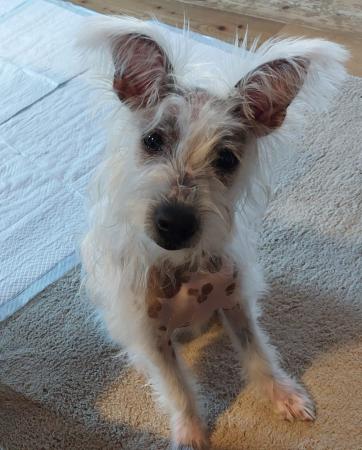 Nacho - Direktvermittlung