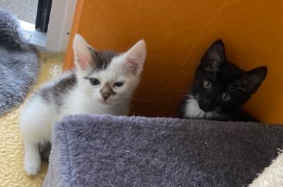 Tierheimfest zum Weltkatzentag 