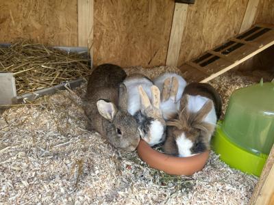 Bilbo, Lorenz, Hailey und Soluna