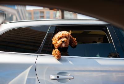 Hitzeentwicklung im Auto – Eine unterschätzte Gefahr für Hunde