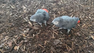 Fritzi und Franzl