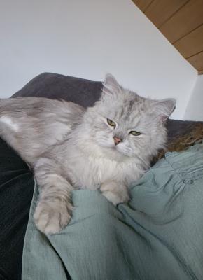 Giacomo