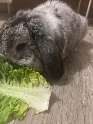 Peanut