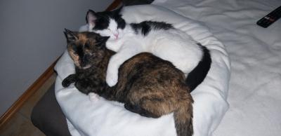 Samson und Leila