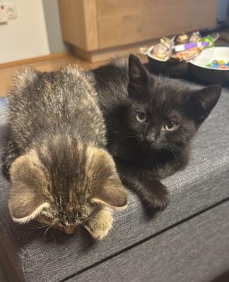 Sparrow und Soraya