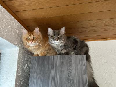 Billy und Lino