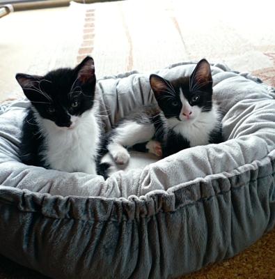 Miro und Mira