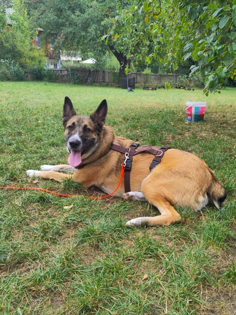 Mailo DIREKTVERMITTLUNG Mailo DIREKTVERMITTLUNG