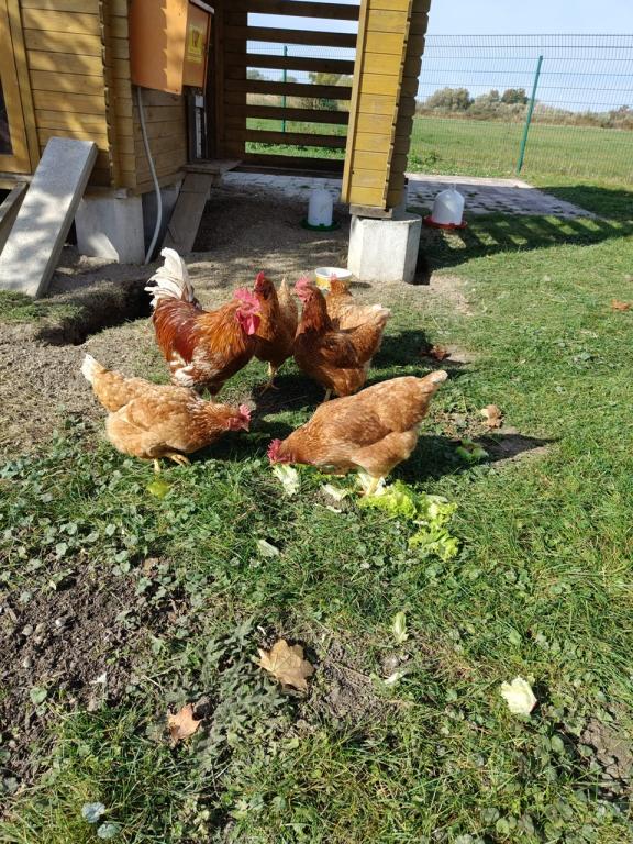 1 Hahn und 4 Hühner  1 Hahn und 4 Hühner