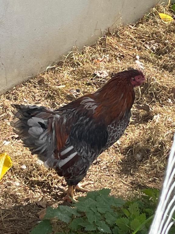 Gockel und seine fünf Hühner Gockel und seine fünf Hühner