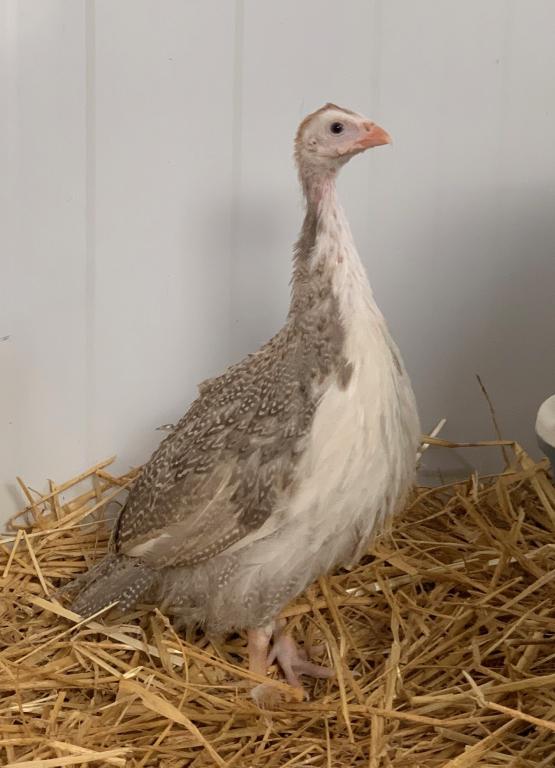 1 junges Perlhuhn 1 junges Perlhuhn