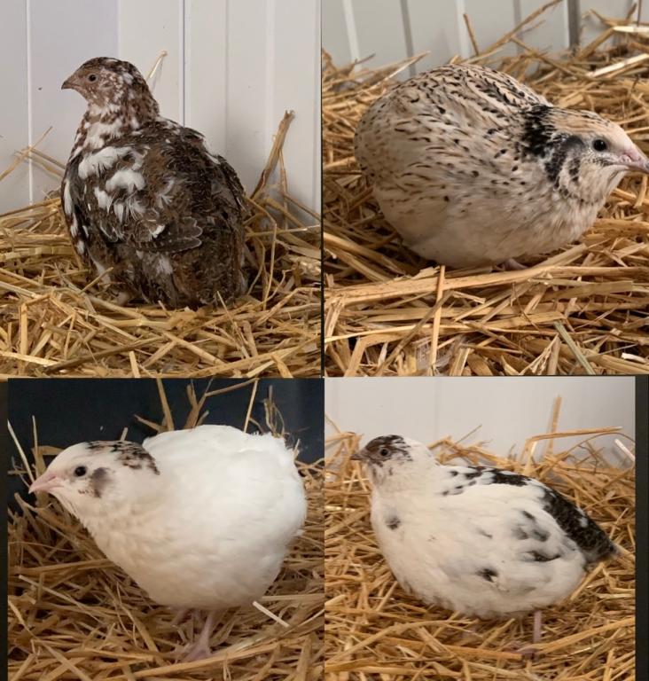 4 Wachteln 4 Wachteln