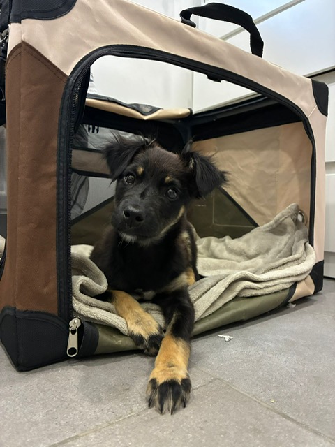 Susie                                  DIREKTVERMITTLUNG Susie                                  DIREKTVERMITTLUNG