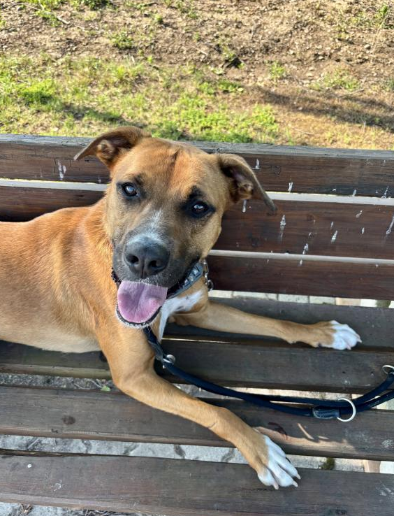 Percy - DIREKTVERMITTLUNG Percy - DIREKTVERMITTLUNG