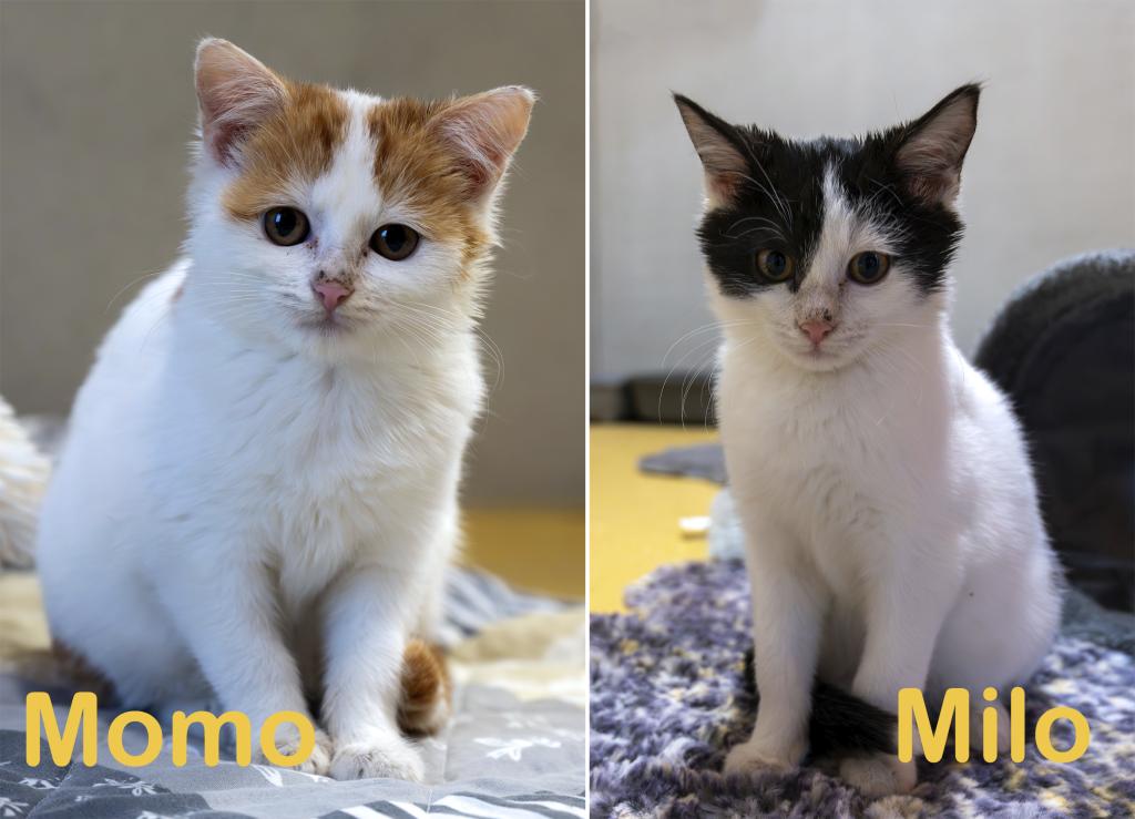 Momo & Milo Wohnungshaltung möglich Momo & Milo Wohnungshaltung möglich