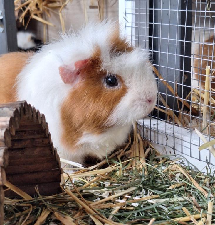 Pia Direktvermittlung Pia Direktvermittlung