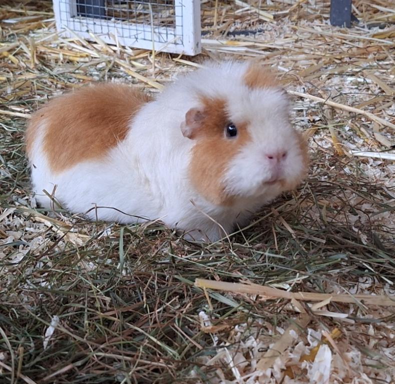 Riley Direktvermittlung Riley Direktvermittlung