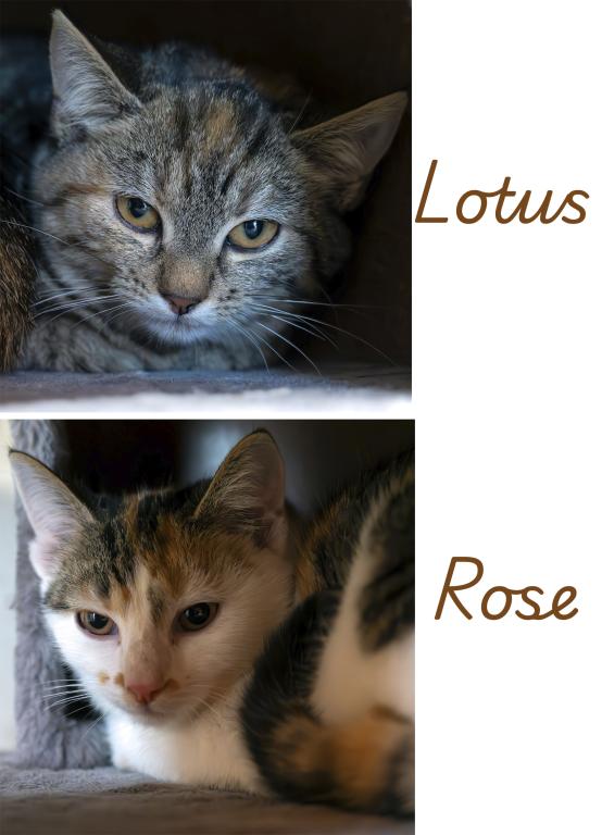 Lotus & Rose Lotus & Rose