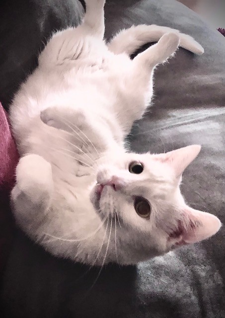 Monte Wohnungshaltung Monte Wohnungshaltung