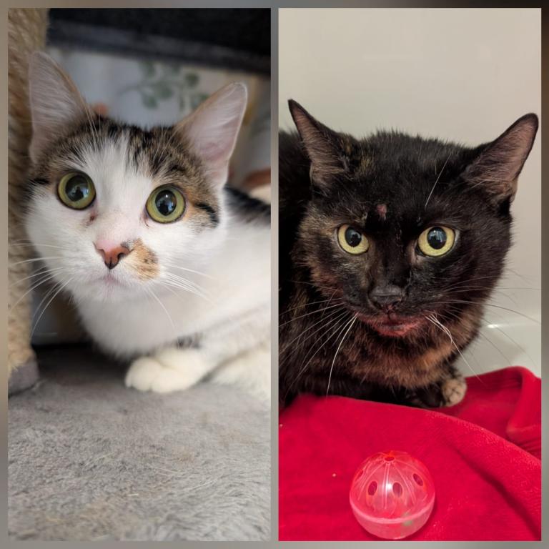 Blacky & Minka Wohnungshaltung möglich Blacky & Minka Wohnungshaltung möglich