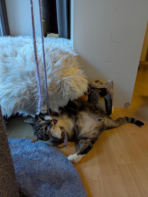 Aaron Notfall FIV positiv Aaron Notfall FIV positiv