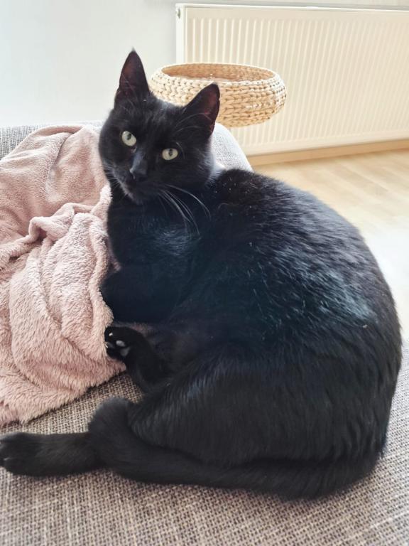 Pauli Katzenhilfe Deggendorf Pauli Katzenhilfe Deggendorf