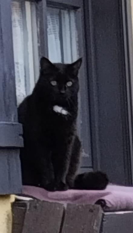 Mohrle Katzenhilfe Deggendorf Mohrle Katzenhilfe Deggendorf