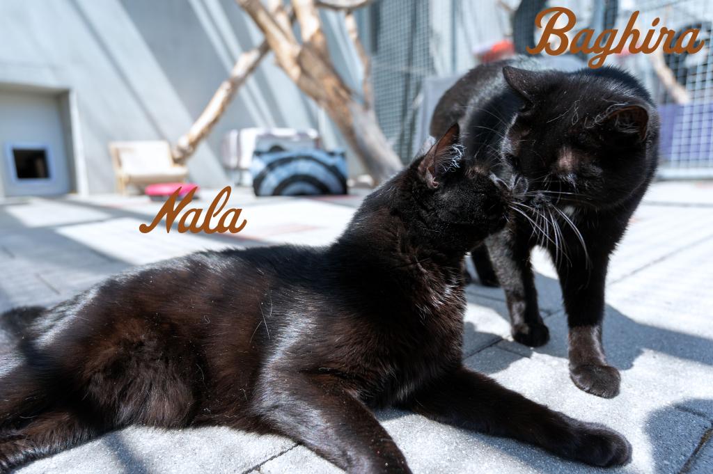 Nala & Baghira Nala & Baghira