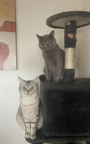 Balu & Luna Simba, Lilly & Maximus Direktvermittlung Balu & Luna Simba, Lilly & Maximus Direktvermittlung