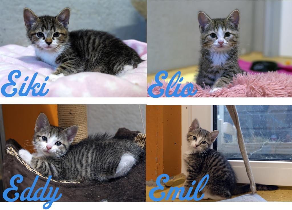Eiki & Eddy Wohnungshaltung möglich Eiki & Eddy Wohnungshaltung möglich