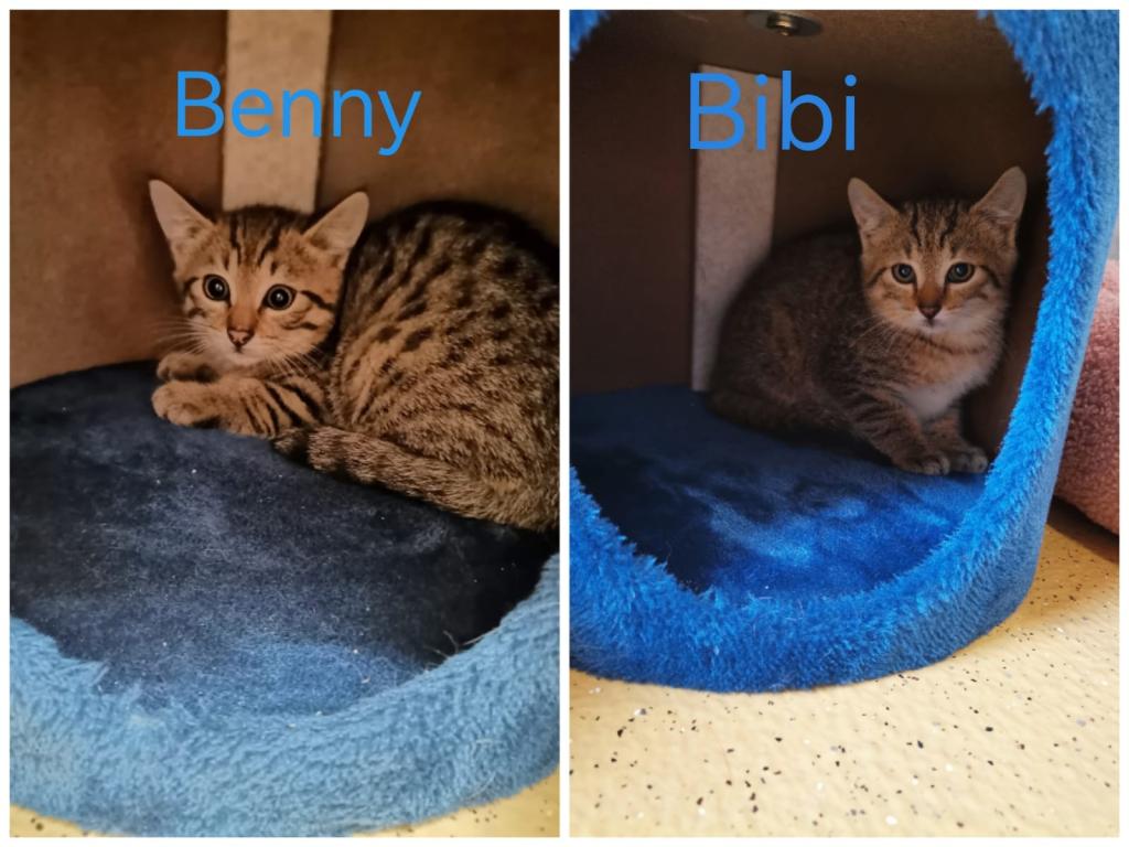 Bibi & Benny Bibi & Benny