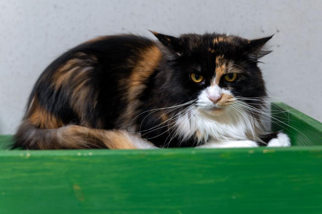 Josy Wohnungshaltung möglich Josy Wohnungshaltung möglich