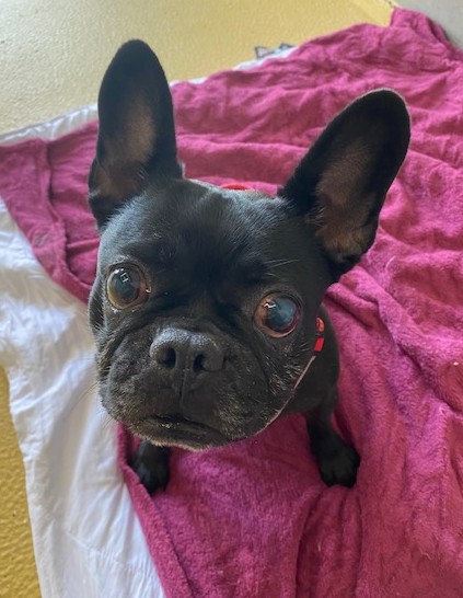 Luna Luna
