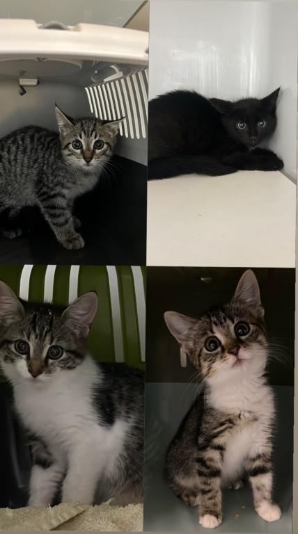 Pia, Piper, Percy & Pepe Pia, Piper, Percy & Pepe
