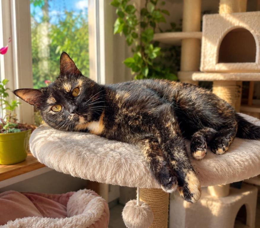 Lilly Lilly