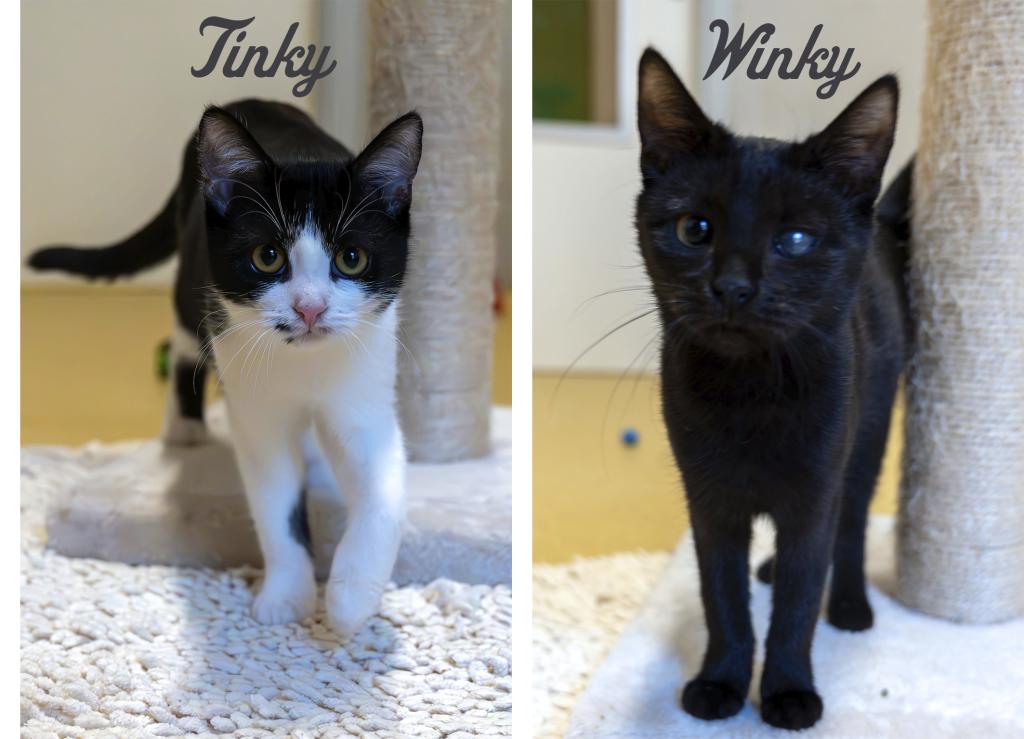 Tinky und Winky Tinky und Winky