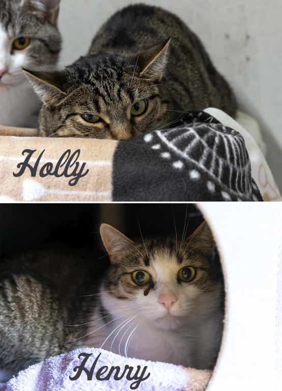 Holly & Henry Wohnungshaltung möglich Holly & Henry Wohnungshaltung möglich