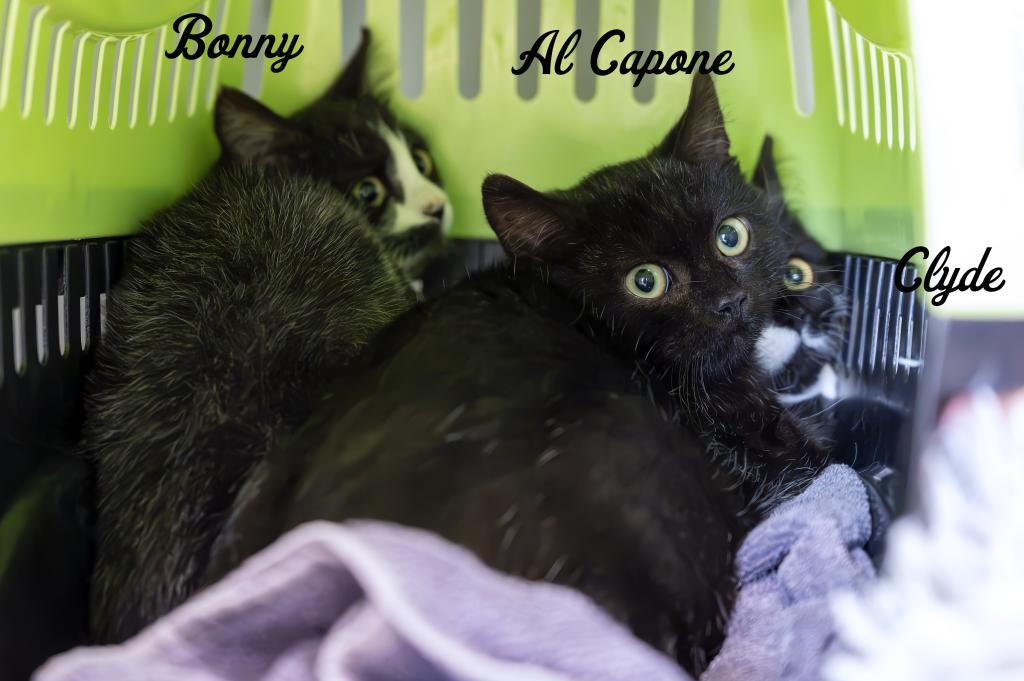 Bonny & Clyde & Al Capone Bonny & Clyde & Al Capone