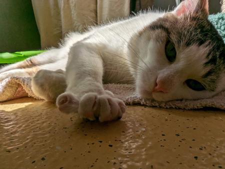 Percy