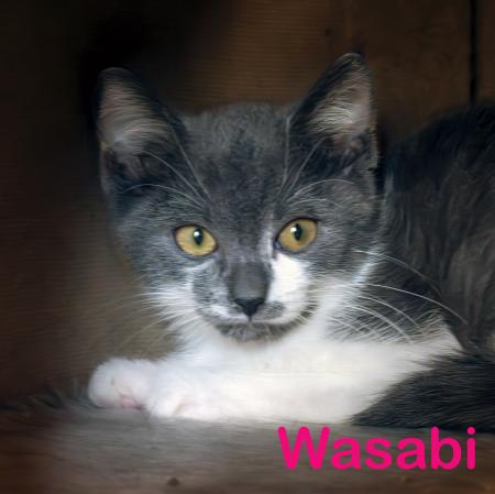 Bohne & Wasabi