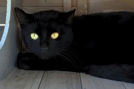 Mogli
