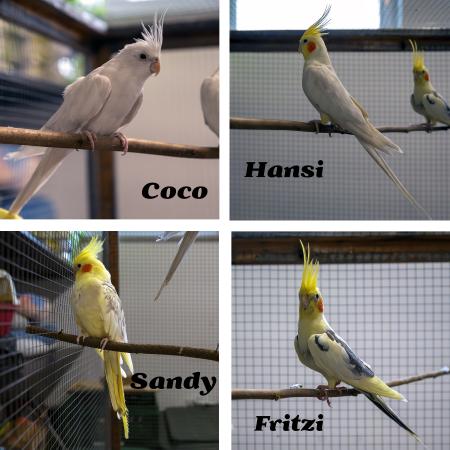 Hansi & Coco / Fritzi & Sandy