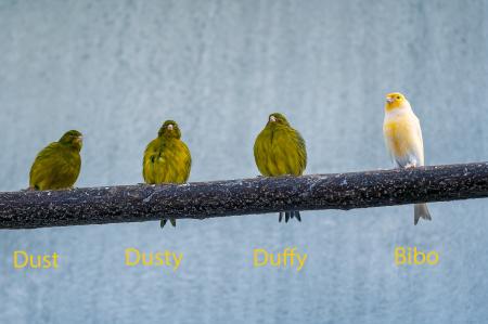 Dust, Bibo, Dusty und Duffy