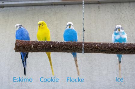 Eskimo, Ice, Flocke und Cookie