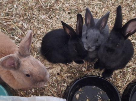 Familie Kaninchen