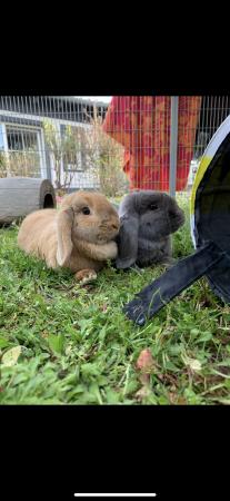 Lilly und Balu - Direktvermittlung