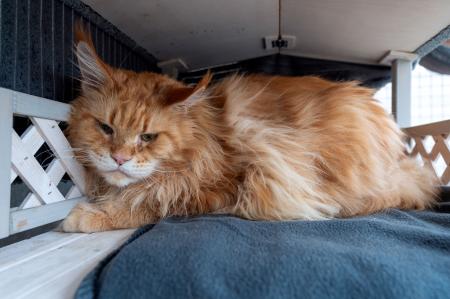 Mufasa