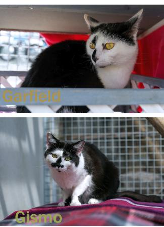Garfield & Gismo (Wohnungshaltung möglich)