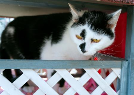 Garfield & Gismo (Wohnungshaltung möglich)