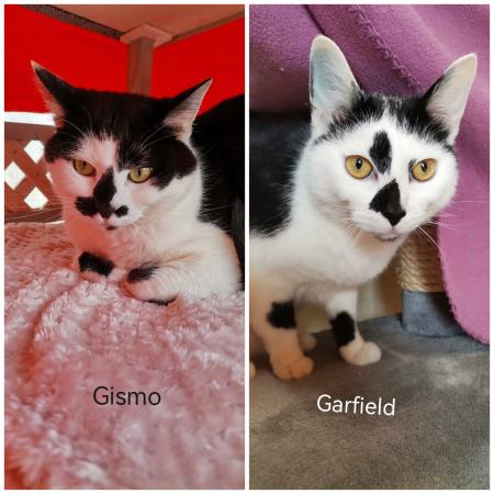 Garfield & Gismo (Wohnungshaltung möglich)